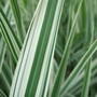 Close-up of the stripy grass! (Phalaris arundinacea (Reed canary grass; Ribbon grass))