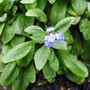 First Forget-me-not