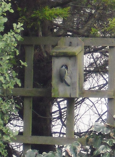 Busy Bluetit