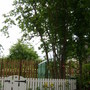 Hazel tree