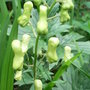 Aconitum__ivorine_