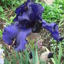Bearded iris - 9 (Bearded iris)