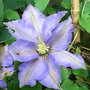 Clematis__h
