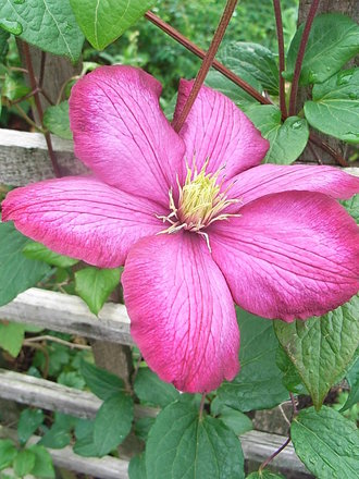 Clematis 'Niobe' (Clematis 'Niobe')