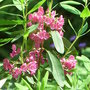 Kalmia