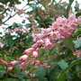 Neillia_thibetica_-_close-up
