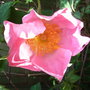 Rosa__complicata_