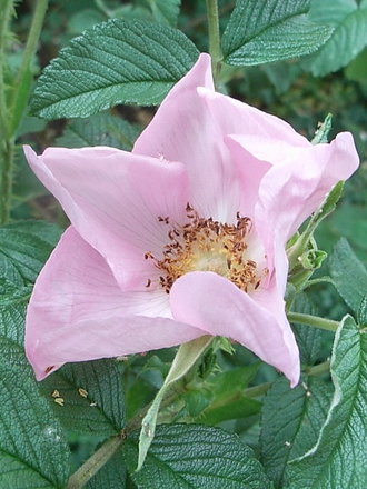Rosa 'Frau Dagmar Hastrup' (Rosa 'Frau Dagmar Hastrup')