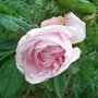 Rosa__gloire_des_mousseux_
