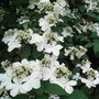 Viburnum_plicatum__pink_beauty_