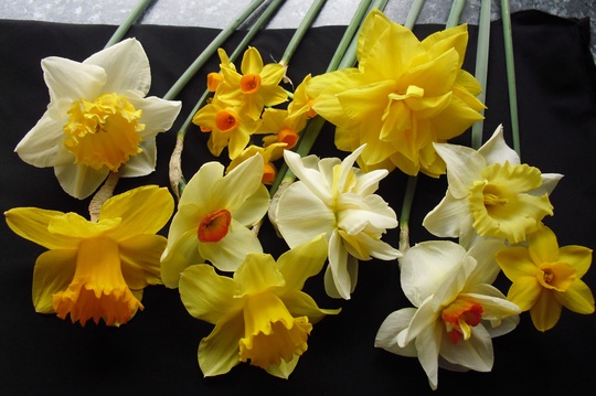 Never say "It's just a Daffodil !"