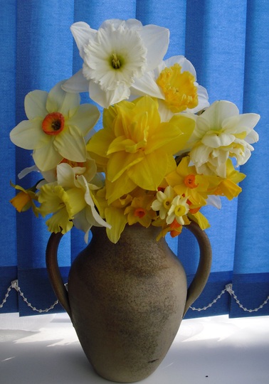 Daffodils picked from my garden