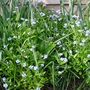 Forget-me-nots  (Myosotis)