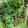 Coleus have been used to underplant the clipped Cedar. June 2008.