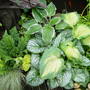 Garden_june_2nd_2008
