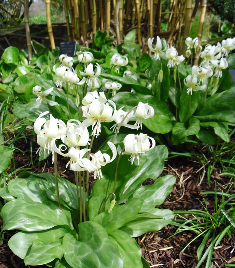 Erythronium californicum 'White Beauty' (Dog's-tooth violet) (Erythronium californicum (Dog's-tooth violet))