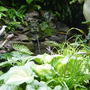 Garden_june_2nd_2008