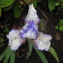 Bearded Iris 'Stepping Out'