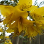 423 Sophora Microphylla 'Sunking'