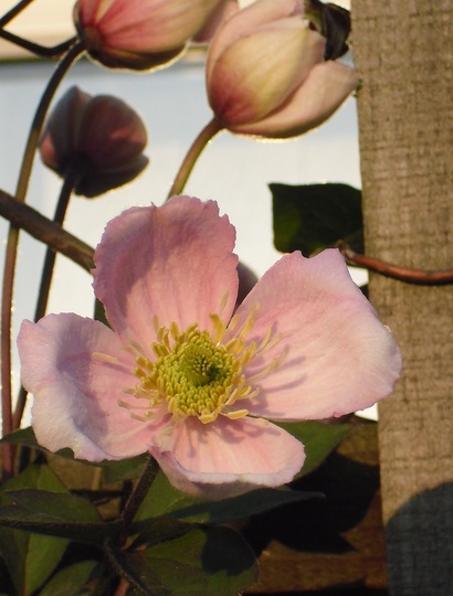 Clematis montana 'Giant Star' (Clematis montana 'Giant Star')