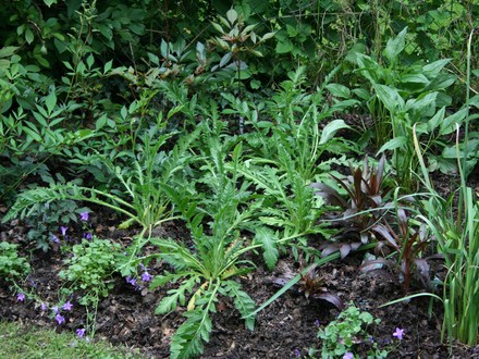 In My Garden - Newly Planted Herbaceous Border