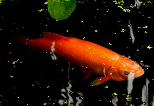 In My Garden - Pond Life