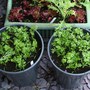 In My Garden - Vegetables