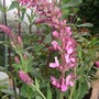 Salvia nemorosa 'Pink Friesland' (Salvia nemorosa 'Pink Friesland')