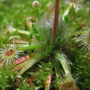 Pygmy Sundew (Pygmy Drosera)
