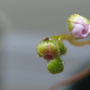 In Bloom  (Pygmy Drosera)