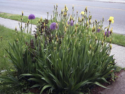 Lots of Iris Buds