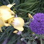 2008-06-03_yellow_iris___allium_closer