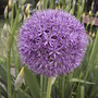 Allium Globemaster (Allium "Globemaster")