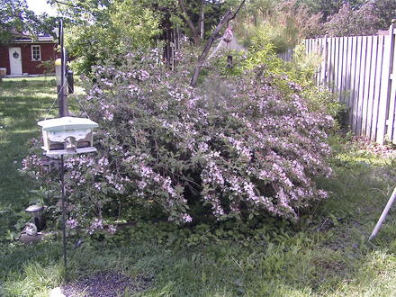 Variegated Weigela (Weigela florida 'Variegata')