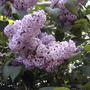 Lilacs still blooming (Syringa vulgaris)