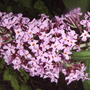 Pink Buddleia (Buddleia Davidii 'Pink Delight')