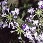 Another pretty plant