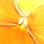 2008-06-03_pansy_golden