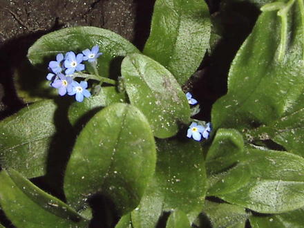 Small Forget -me-not Flowers (Myosotis sylvatica 'Victoria Blue')