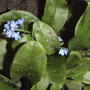 Myosotis