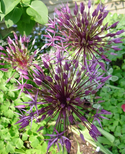 Allium 'Purple Sensation' (Allium hollandicum (Ornamental onion))