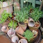Garden_june_2nd_2008