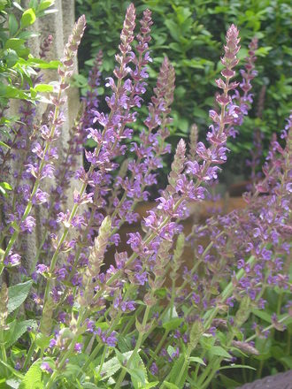 Salvias.June 2008. (Salvia nemerosa.)