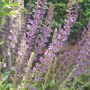 Garden_june_2nd_2008