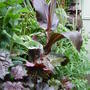 Canna and Heuchera in the exotic garden.June 2008.
