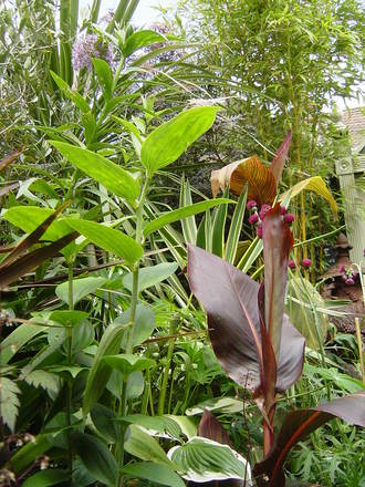 Exotic foliage.June 2008.