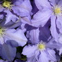 blue clematis