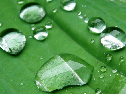 A closer close-up of my hosta leaf