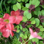 Oxalis 'Iron Cross'