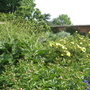 Mottisfont_abbey_for_goy_-_11